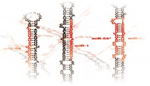 DNA Repair Mechanisms Database | Search by miRNA