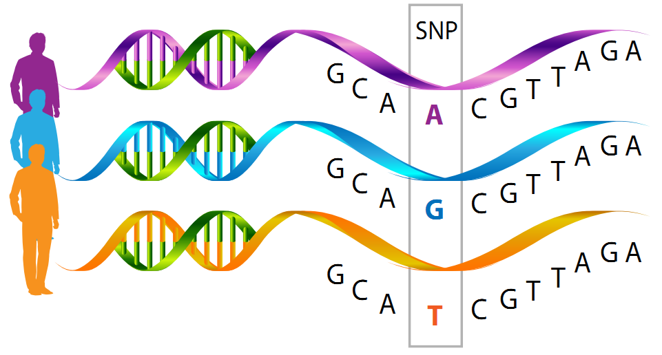 DNA Repair Mechanisms Database | Search by Somatic Mutations